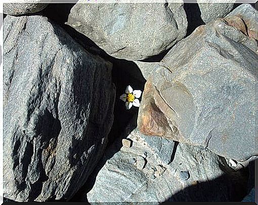 daisy-stones