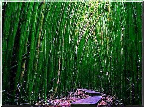 be like bamboo