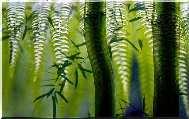 Fern and bamboo, a fable to understand resilience