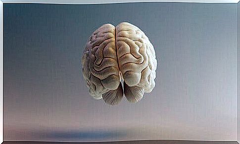 Brodmann areas: characteristics and functions