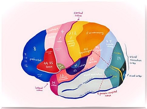 Brodmann's areas