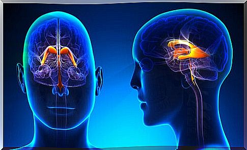 The characteristics and functions of the cerebral ventricular system