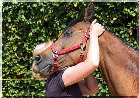 A display of affection between a woman and a horse. 