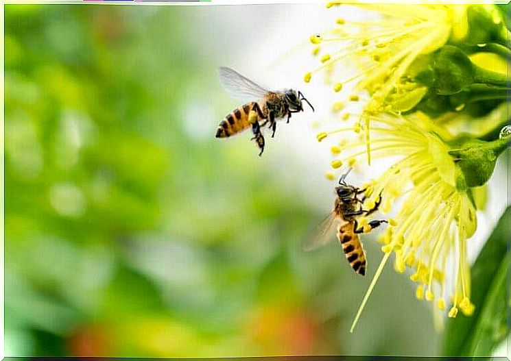 Fear of bees or apiphobia, a widespread phobia