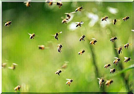 Apiphobia: fear of bees. 