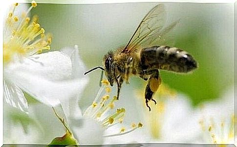 5 lessons we can learn from bees