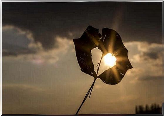 leaf with a heart-shaped hole where sunlight passes