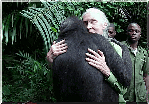 Jane Goodall, from fan to world reference