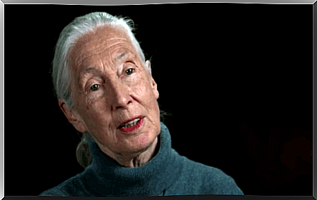 This is Jane Goodall.