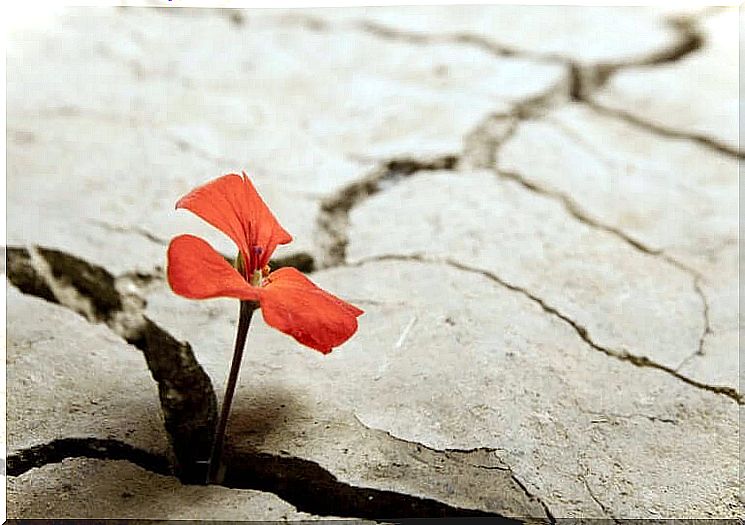 Opportunities are hidden in the cracks of hardship