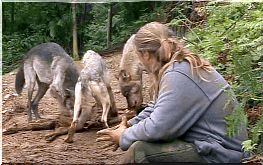 Shaun Ellis has entered a pack of wolves