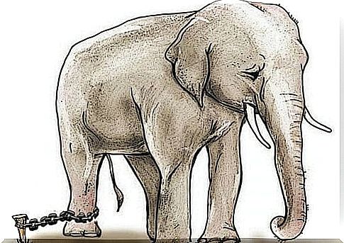 the story of the chained elephant